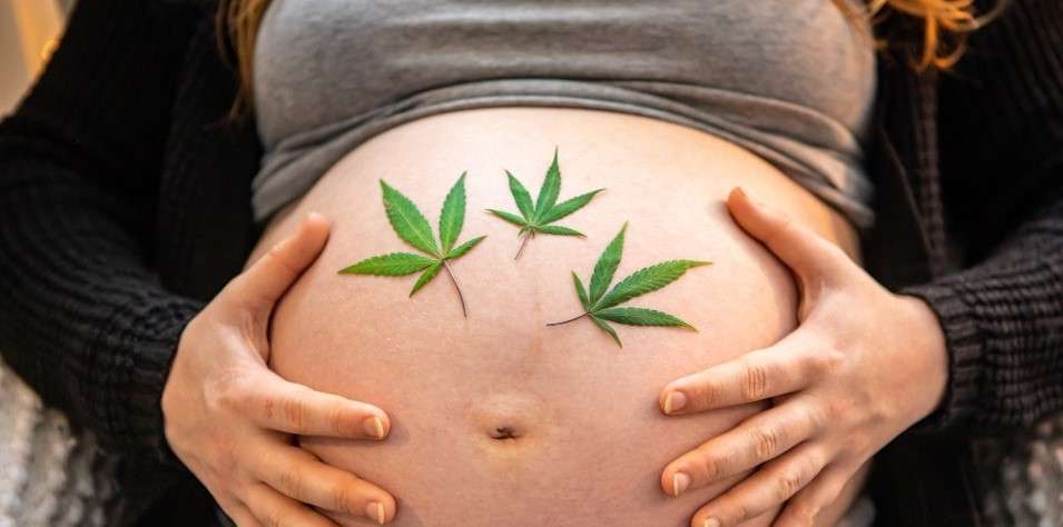 Is cannabis dangerous for pregnant women?
Application for a permit to hold and use cannabis Israel,
Are there marijuana dispensaries in Israel?,
Can you bring CBD oil into Israel?,
How do I get a medical license in Israel?,
How much is weed in Israel?,
How much does a gram of weed cost in Israel?, 